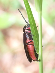 Pyrocoelia formosana