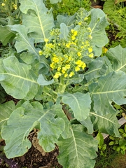 Brassica