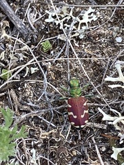 Cicindela coerulea nitida