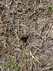 Phidippus purpuratus