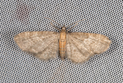 Eupithecia haworthiata