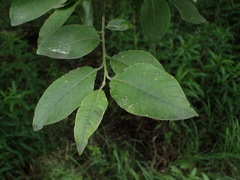 Salix caprea