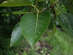 Populus