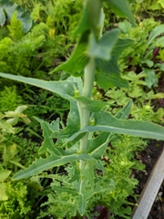 Brassica