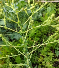 Brassica