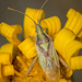 Rhopalidae - Photo (c) Felix Fleck, algunos derechos reservados (CC BY-NC)