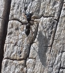 Leptorchestes berolinensis