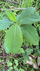Persicaria virginiana