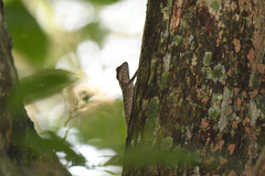 Calotes ceylonensis