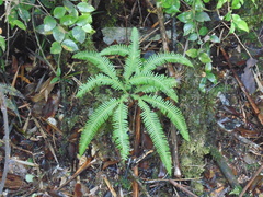 Sticherus quadripartitus