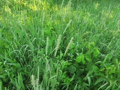 Phleum pratense pratense