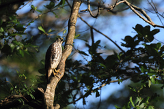 Accipiter badius