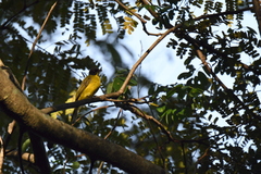 Rubigula melanicterus