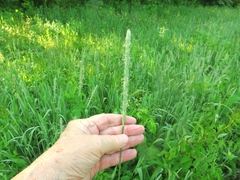 Phleum pratense pratense