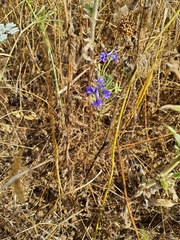 Delphinium verdunense