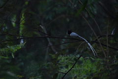 Terpsiphone paradisi paradisi