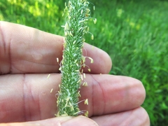 Phleum pratense pratense