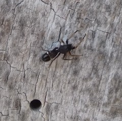 Leptorchestes berolinensis