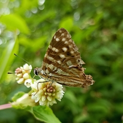 Dodona eugenes