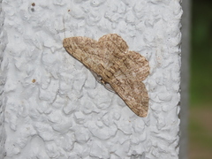 Hypomecis transcissa