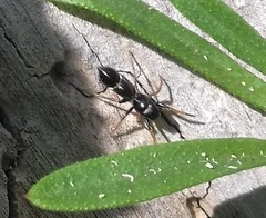 Leptorchestes berolinensis