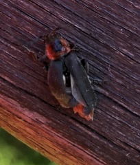 Cantharis fusca