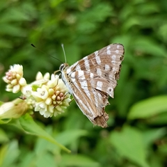 Dodona eugenes