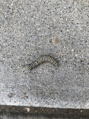 Danaus plexippus