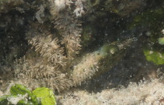 Mithraculus sculptus