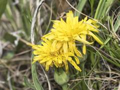Takhtajaniantha austriaca