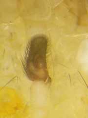 Cosmophasis gemmans