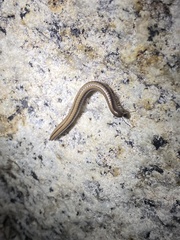 Californiulus