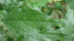 Parietaria officinalis