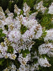 Veronica strictissima