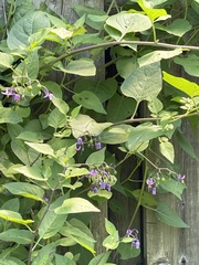 Solanum dulcamara