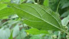 Parietaria officinalis