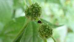 Parietaria officinalis