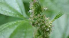 Parietaria officinalis