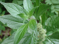Parietaria officinalis