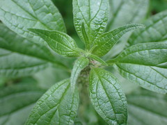 Parietaria officinalis