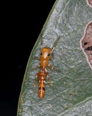 Myrmarachne ichneumon