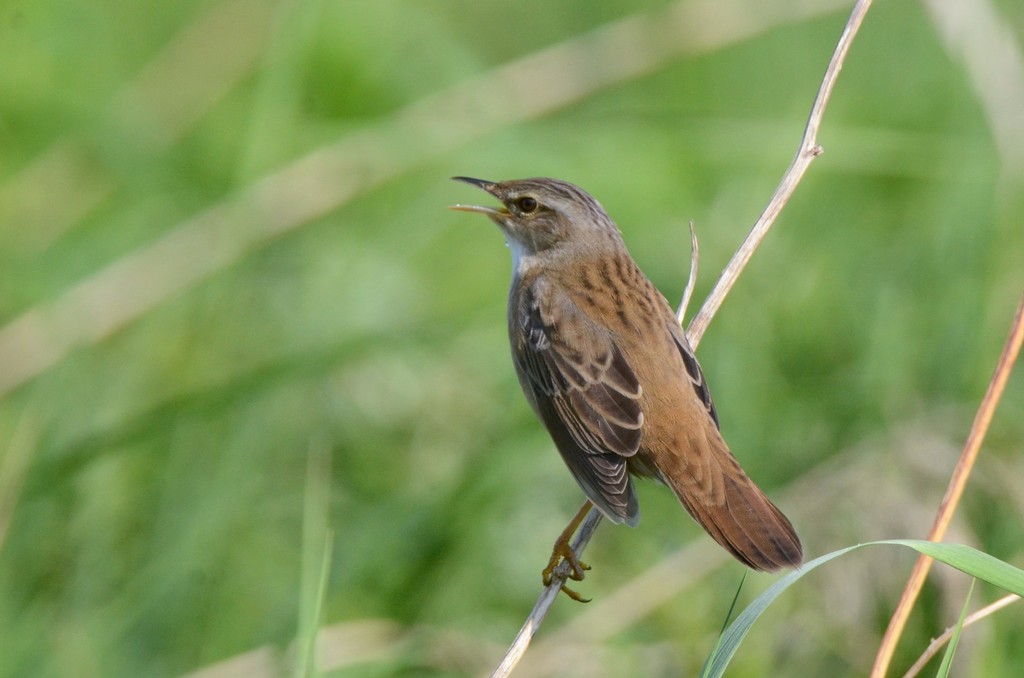 Pallas's Grasshopper-Warbler from Колыванский р-н, Новосибирская обл ...