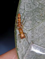 Myrmarachne ichneumon