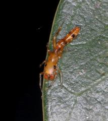 Myrmarachne ichneumon