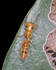 Myrmarachne ichneumon