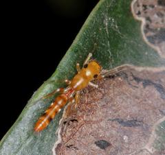 Myrmarachne ichneumon
