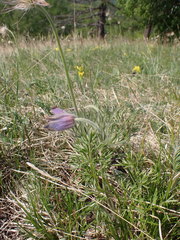 Pulsatilla ambigua