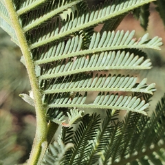 Acacia dealbata subalpina
