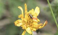 Takhtajaniantha austriaca