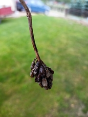 Chrysomela vigintipunctata